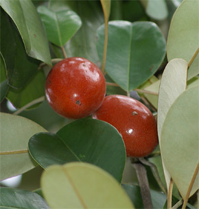 مانیکارا کائوکی